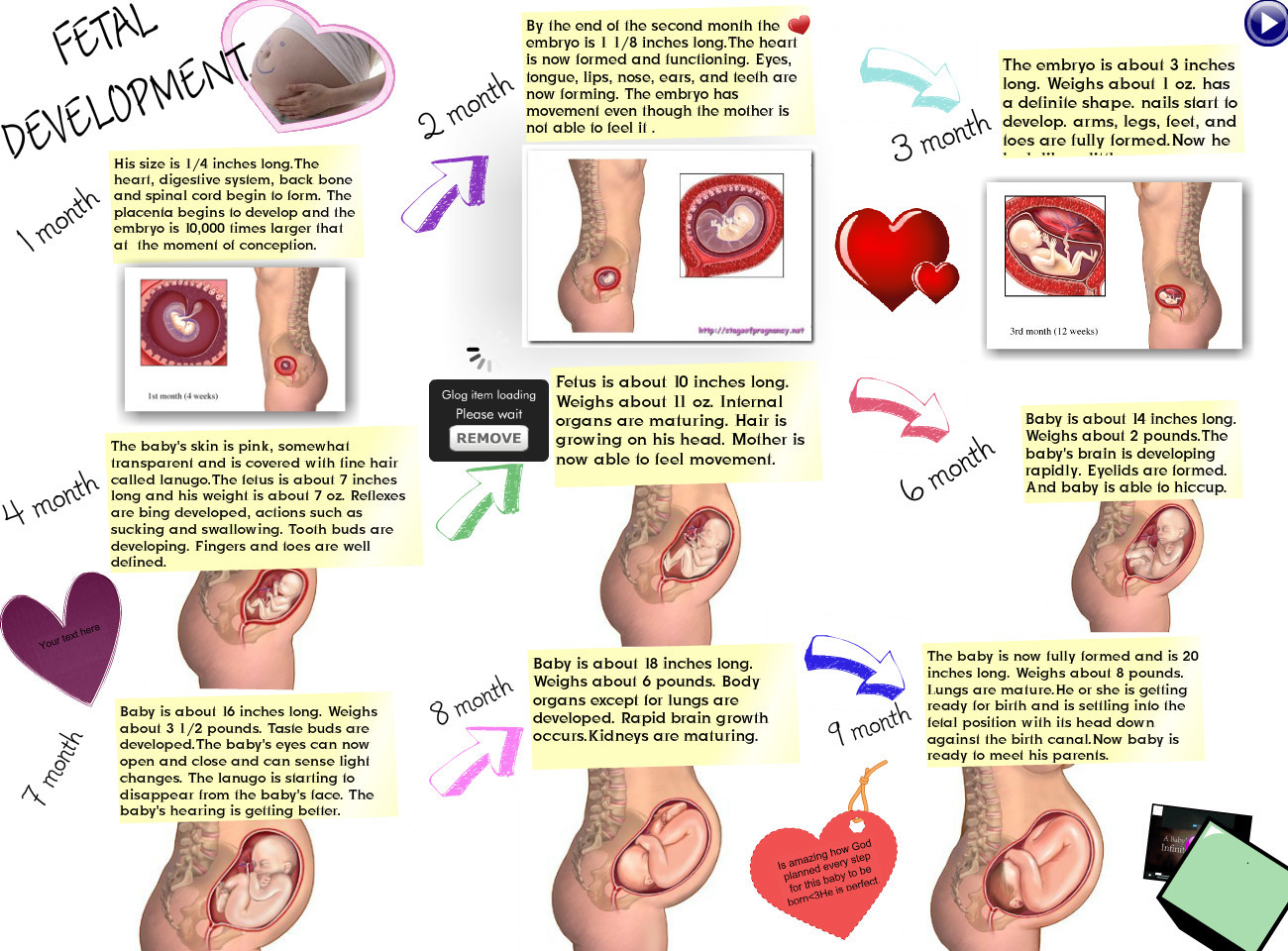 Baby Development In The Womb Pregnancy Help Center